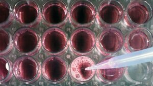Mikrotiterplatte gefüllt mit Wachstumsmedium