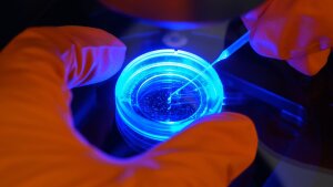 An einem Fluoreszenzmikroskop werden Gehirnstrukturen eines Zebrafischembryos untersucht