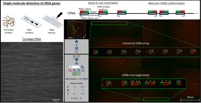 Single molecule analysis of rRNA genes by stretching of genomic DNA and staining with probes (Molecular Combing).