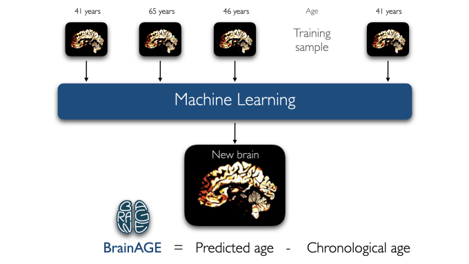 BrainAGE: Use of machine learning methods for prediction of individual brain age. The difference between estimated and chronological age is termed Brain Age Gap Estimate (BrainAGE).