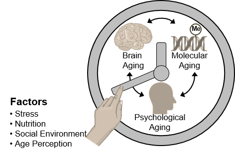 The three dimensions of aging (brain aging, molecular aging, psychological aging) are influenced by external factors, e.g., stress, nutrition, social environment.