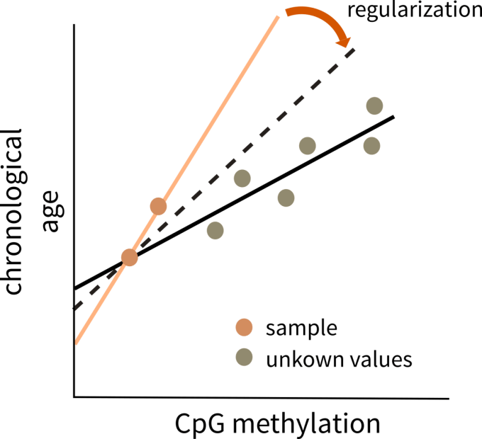 Regularization methods like the elastic-net regression help adjust the weights of methylation signals, facilitating the chronological age prediction.