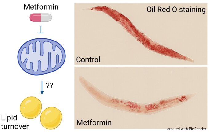 Oil Red O staining in C. elegans illustrates the lipid turnover effect of Metformin, and we aim to investigate its molecular basis.