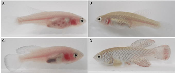 klara and wild type Nothobranchius furzeri. (A) Female klara. (B) Female wild type. (C) Male klara. (D) Male wild type.