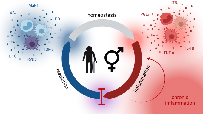 The project ‘sex-specific inflammaging’ aims to elucidate how both inflammation and resolution are influenced by age and sex through means of metabolipidomics and cytokine profiling. Created with BioRender