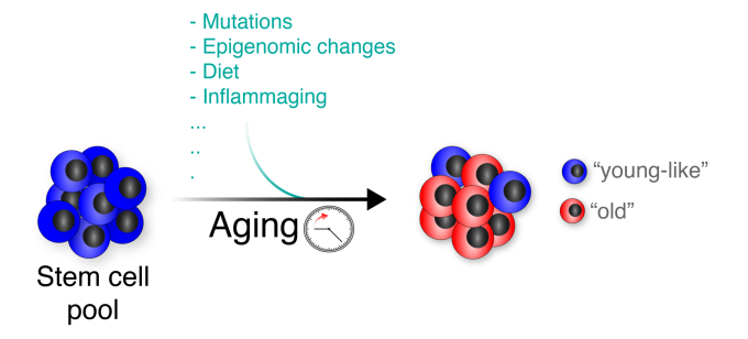 During the aging process, hematopoietic stem cells (HSCs) are confronted with various molecular changes and damages. These challenges, however, do not lead to an uniform aging of HSCs, as "young-like" HSCs can be identified in the old HSC population.
